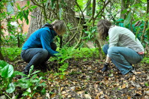 Read more about the article Die Giersch-Girls von der Wassermühle