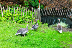 Mehr über den Artikel erfahren Alle meine Gänschen …