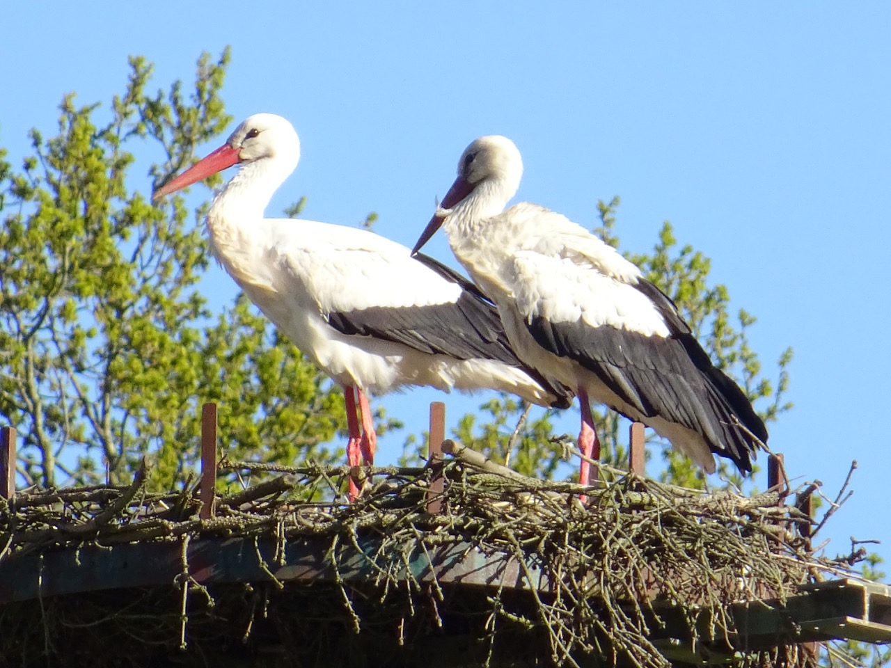 You are currently viewing Storchenmast ist nun von einem Storchenpaar besetzt