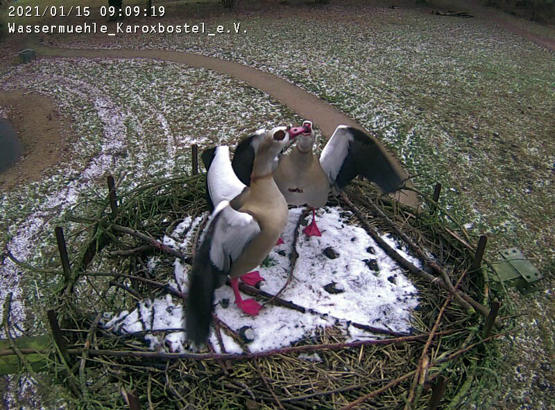 You are currently viewing Nilgänse im Storchennest