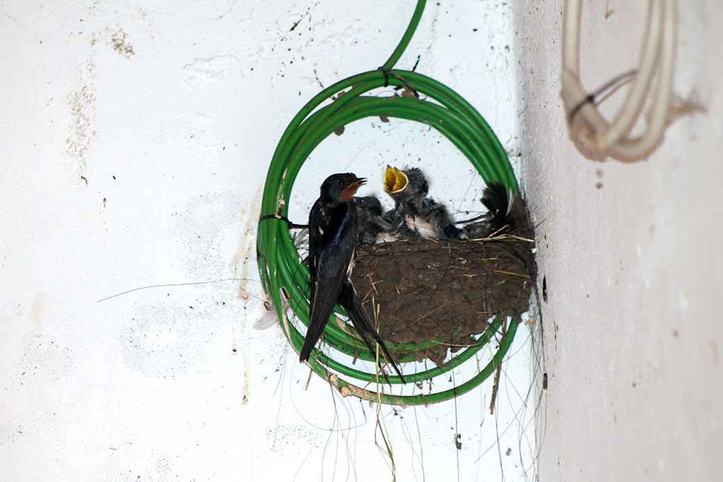 You are currently viewing Die Arbeiten an der Schmiede gehen voran und im Garten wird geerntet