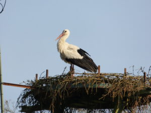 Read more about the article Der Storch könnte uns das schönste Osterei schenken