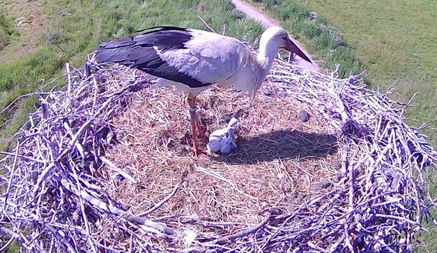 You are currently viewing Storcheneltern