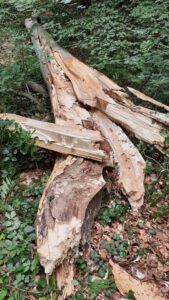 Mehr über den Artikel erfahren Viel Brennholz