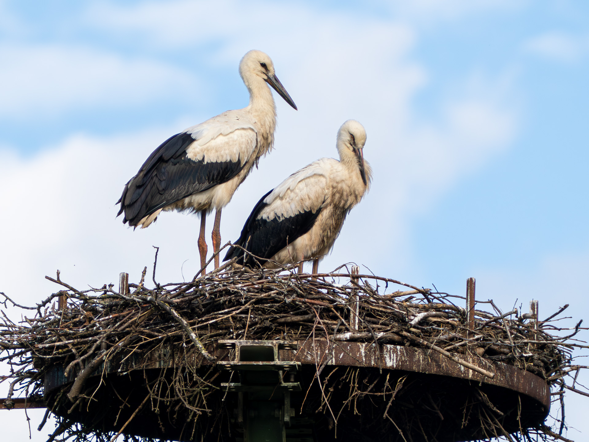 You are currently viewing Erinnerungen an unsere Störche