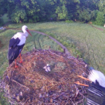 Fünf Störche im Nest :-)