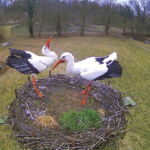 Storch „Heiner“ ist eingezogen