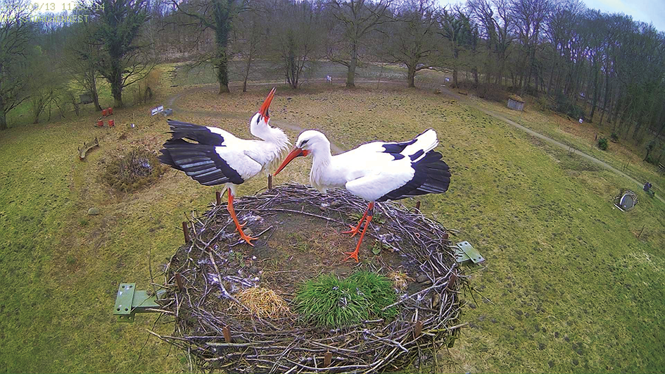 Du betrachtest gerade Storch „Heiner“ ist eingezogen